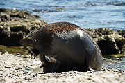 Picture 'Ant1_1_01197 Antarctic Fur Seal, Arctocephalus Gazella, Antarctica and sub-Antarctic islands, South Georgia, Godthul'